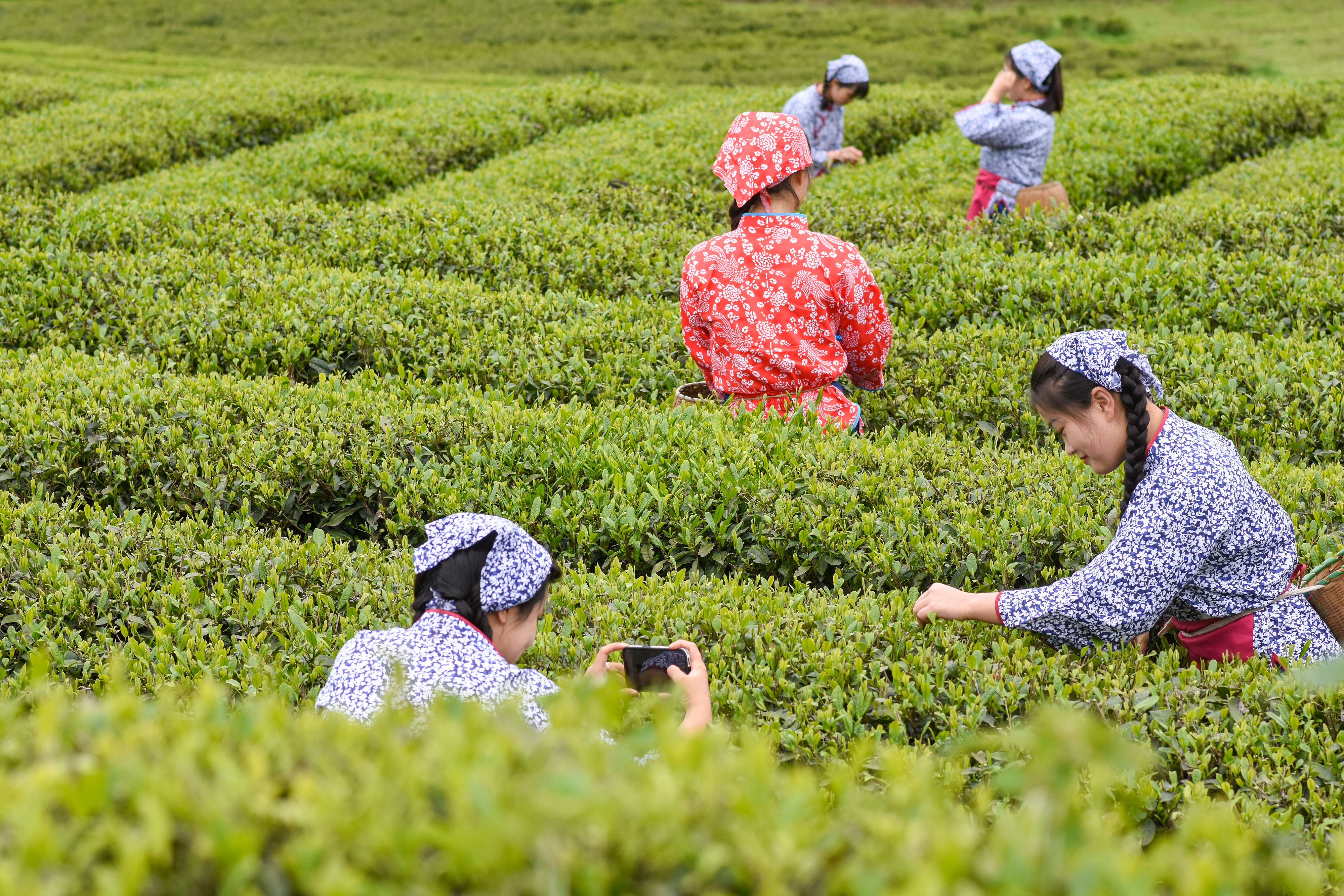 2023年4月6日，游客在貴州省銅仁市江口縣怒溪鎮(zhèn)駱象村生態(tài)茶園體驗(yàn)采茶樂(lè)趣。