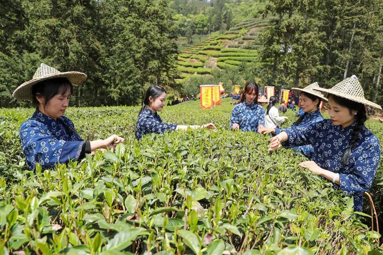 2025年4月13日，福建武夷山市星村鎮(zhèn)朝陽村茶農(nóng)在生態(tài)茶園展示采茶。新華社發(fā)（邱汝泉 攝）