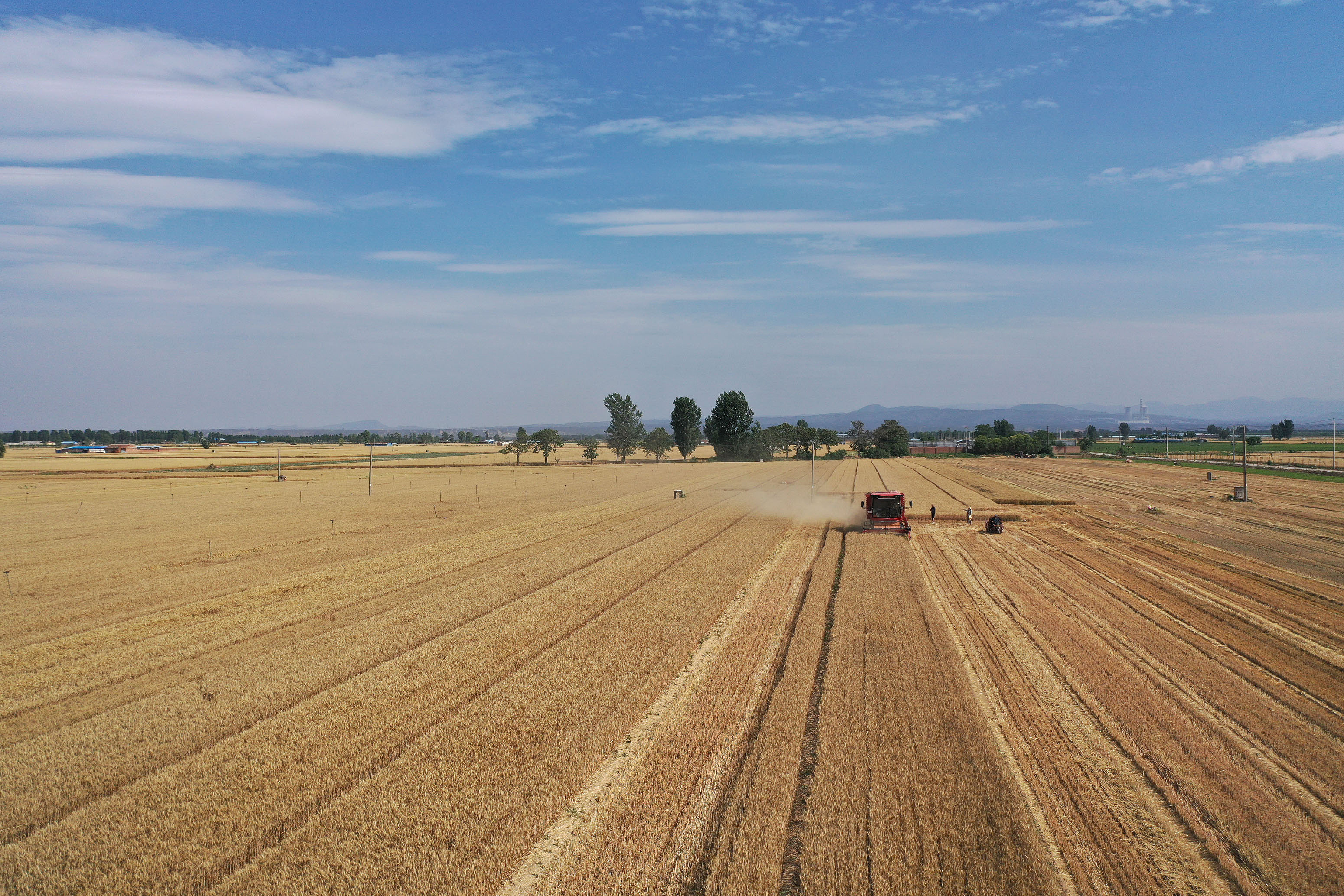 2025年6月3日，河南焦作，溫縣黃河街道灘王莊村農(nóng)民駕駛收割機收獲小麥。