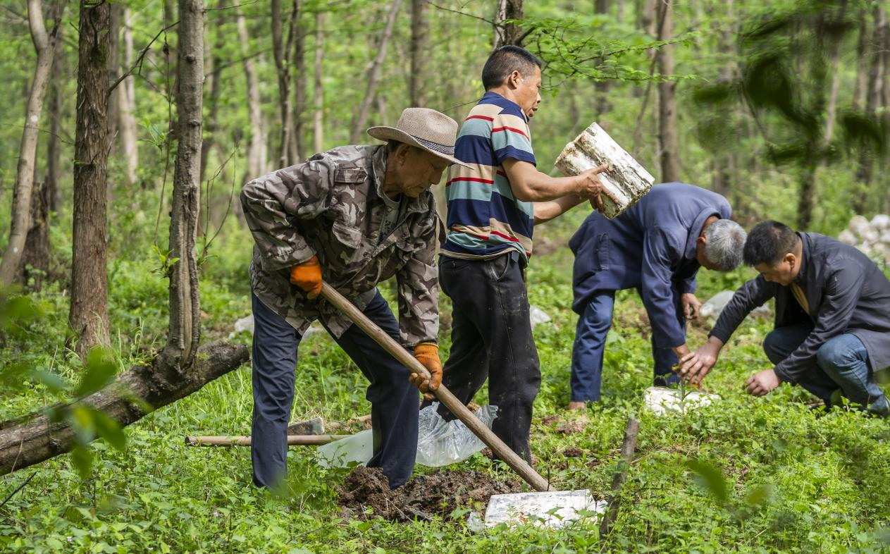 2025年4月16日，江西新余，仙女湖區(qū)河下鎮(zhèn)花園村林場(chǎng)，人們正在搬運(yùn)、栽植靈芝菌棒。