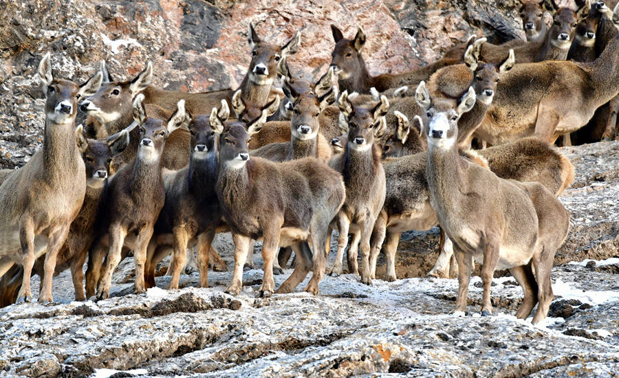 活躍在青海省海西州柏樹山的白唇鹿。巴圖那生攝