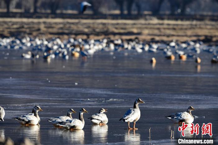 圖為拉薩市林周縣境內(nèi)越冬的候鳥?！∝暩聛硭?攝