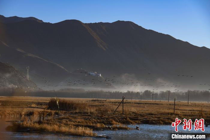 圖為拉薩市林周縣境內飛翔的候鳥。　貢嘎來松 攝