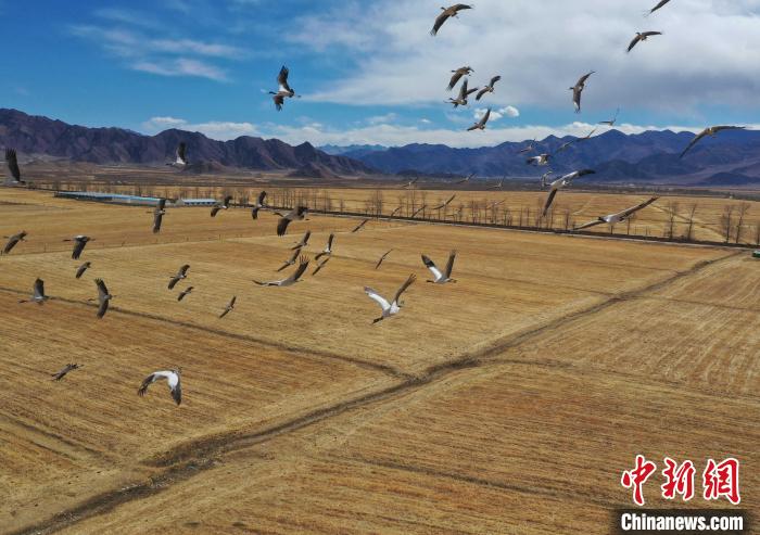 圖為黑頸鶴在拉薩市林周縣境內飛翔。　貢嘎來松 攝