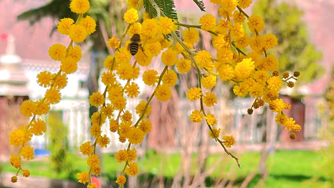 蜜蜂吮吸著金合歡花蕊里的蜂蜜。