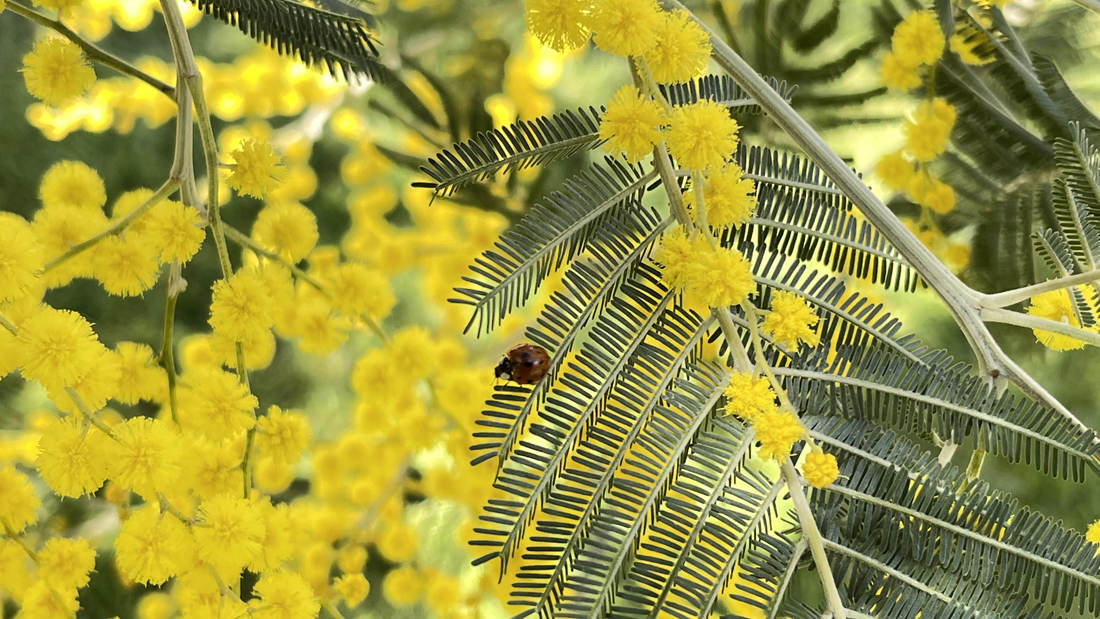 七星瓢蟲在金合歡葉子上嬉戲。