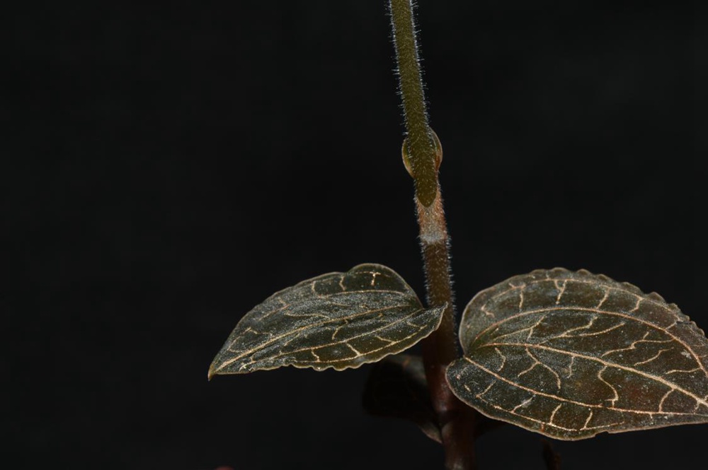 墨脫金線蘭。金效華攝