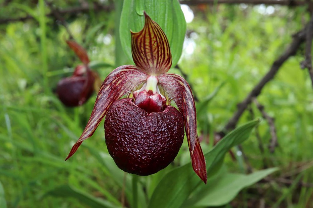 波密灼蘭。王翰臣攝