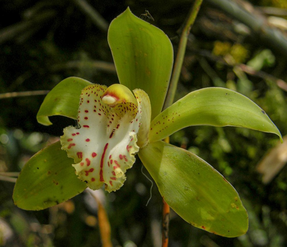 虎頭蘭。金效華攝