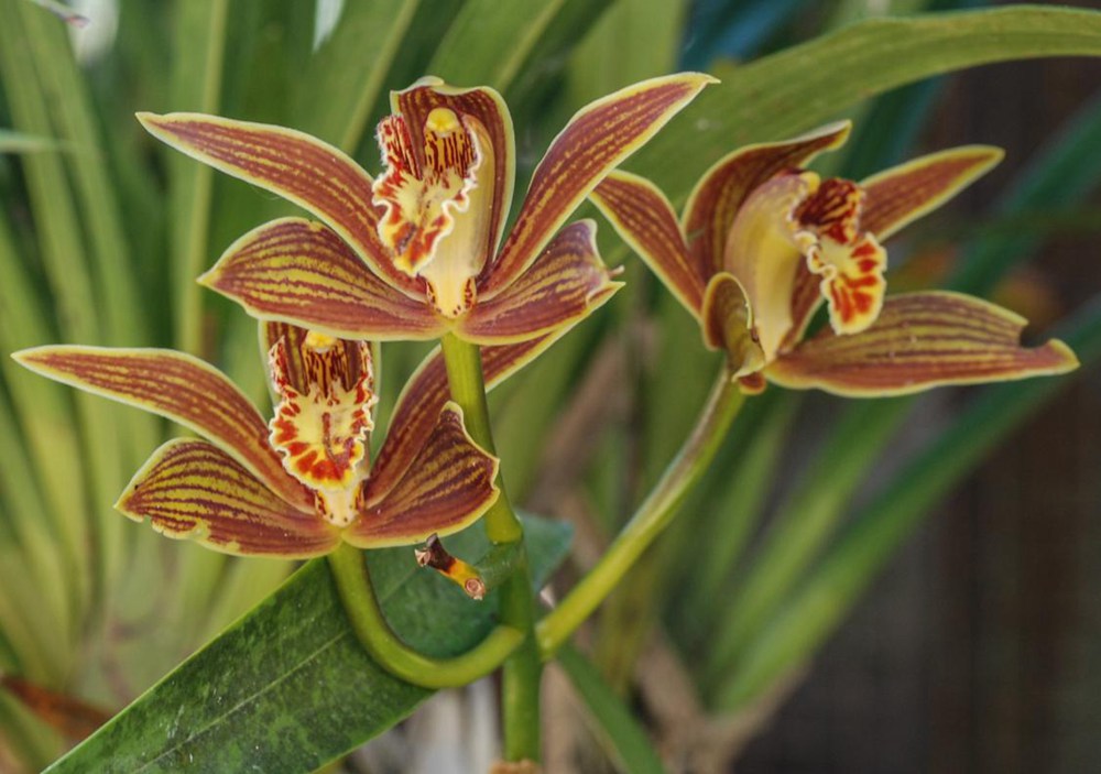 黃嬋蘭。李劍武攝