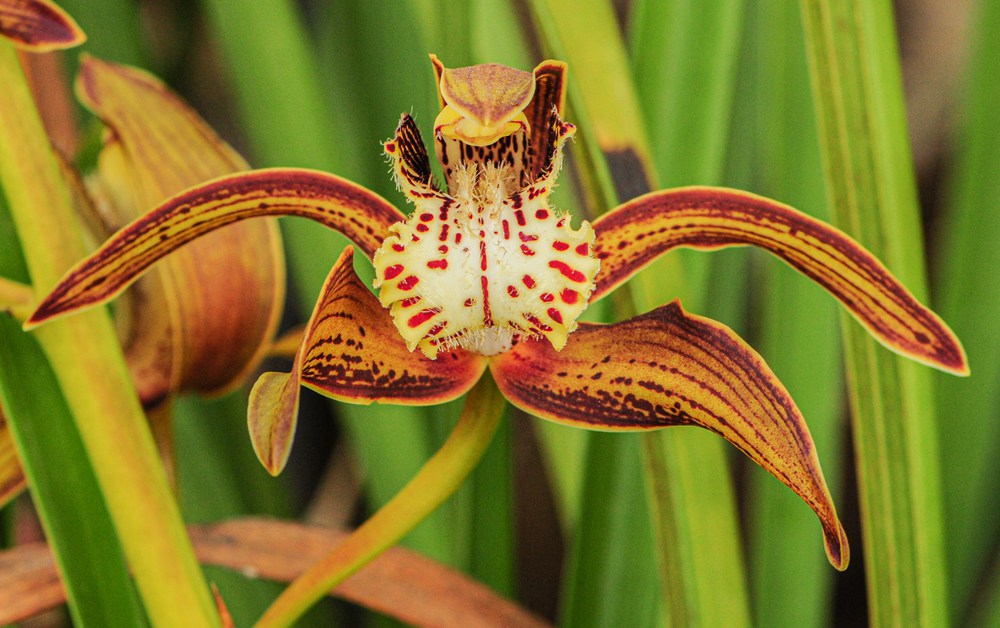 西藏虎頭蘭。李劍武攝