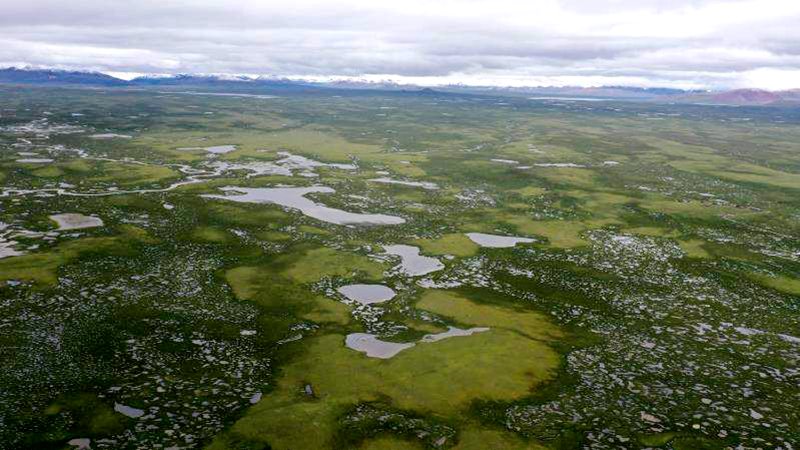麥地卡濕地。
