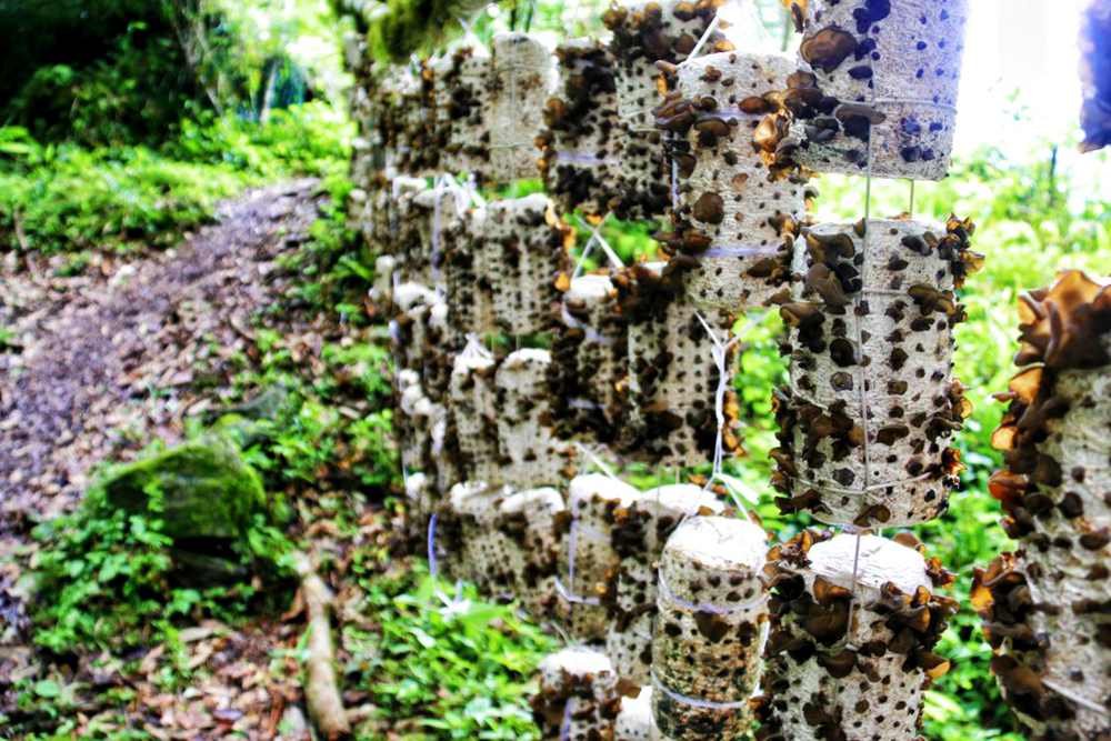 生長中的木耳。次仁央宗攝