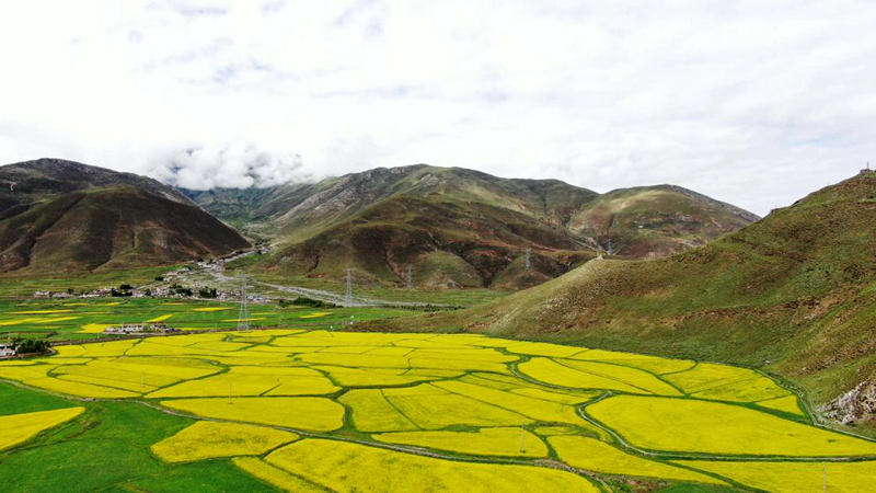 金燦燦的油菜花。洛克攝