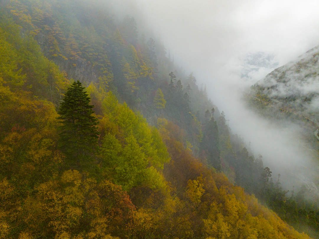 云纏霧繞，層林盡染。