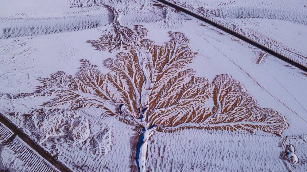 雪中“大樹(shù)”。邊巴多吉攝