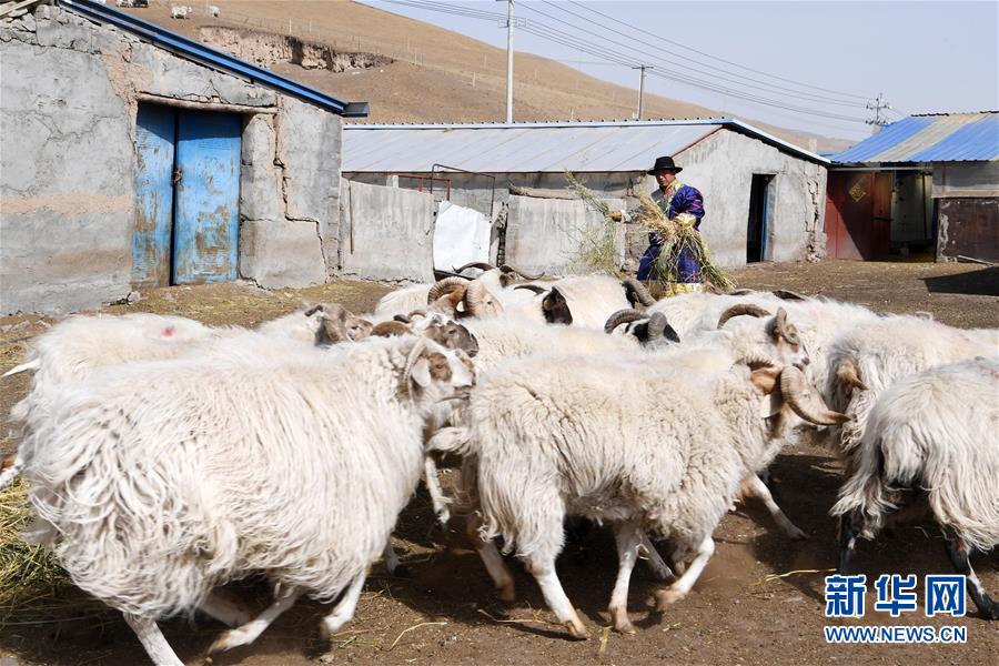 （脫貧攻堅(jiān)）（11）從貧困戶(hù)到致富能人——藏族村民宋天柱“變身”記