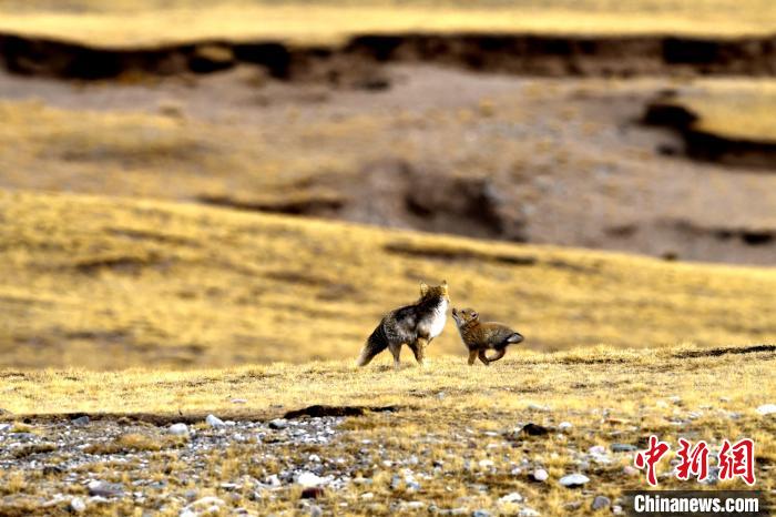 來自媽媽的愛！高原藏狐母子嬉戲畫面暖人心