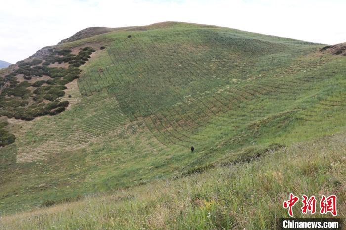四川省阿壩州若爾蓋縣草原沙化治理后。若爾蓋縣林業(yè)和草原局供圖