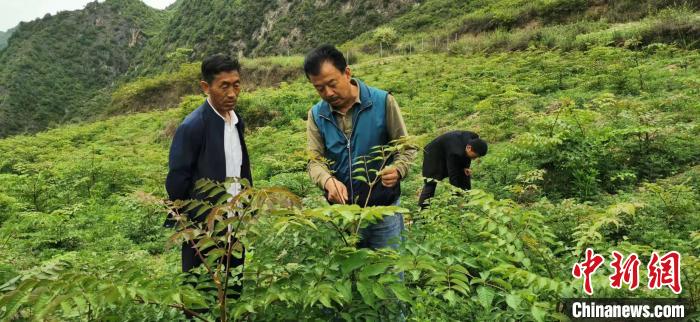 圖為張金利調(diào)研適合阿拉村種植的農(nóng)作物，經(jīng)過不斷改良技術(shù)后，產(chǎn)量大大提高。(資料圖)甘肅省水利廳供圖