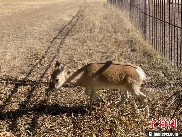 圖為普氏原羚?！±罱瓕?攝