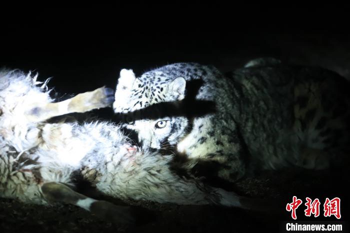 長(zhǎng)江源、瀾滄江源啟動(dòng)旗艦物種雪豹及棲息地保護(hù)項(xiàng)目