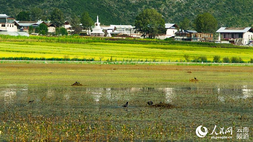 納帕海成為鳥類遷徙停留地。呂昊辰攝