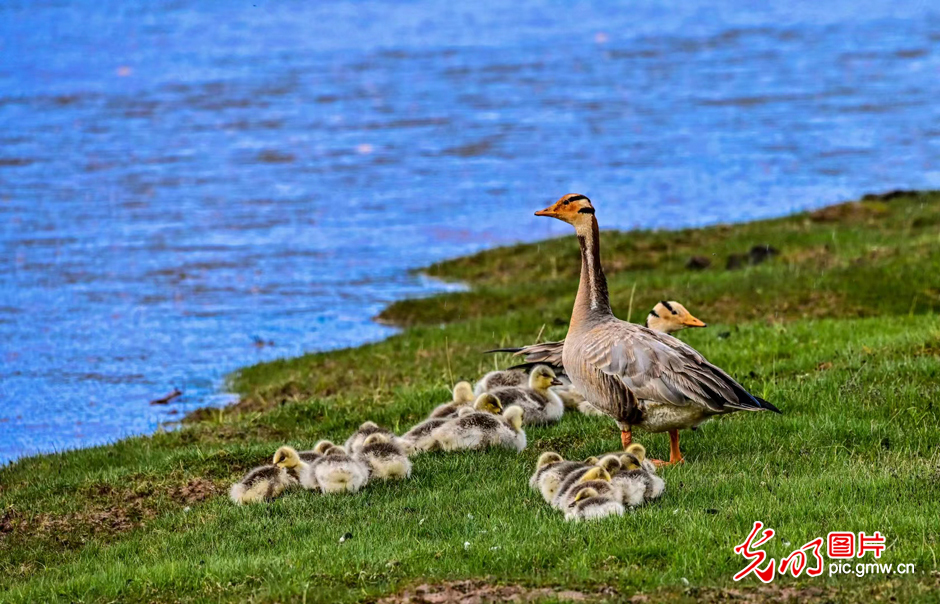 三江源國家公園正式設(shè)立，這是青海生態(tài)文明建設(shè)的新答卷