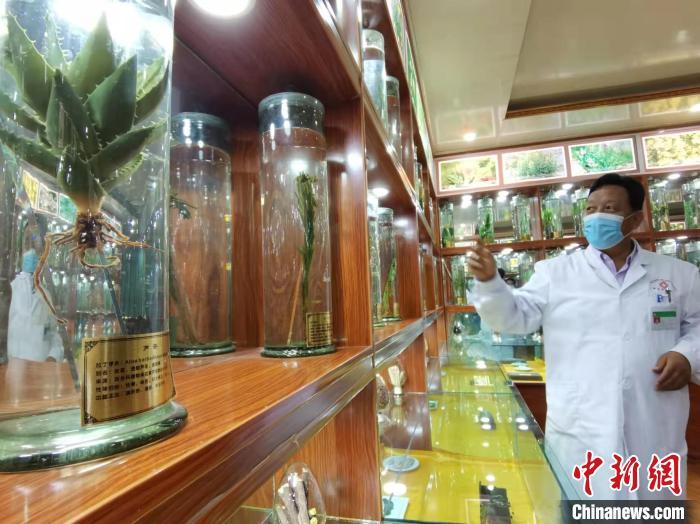 甘肅省甘南藏族自治州碌曲縣藏醫(yī)院副院長看照加近30年的從醫(yī)工作，堅持中藏醫(yī)特色優(yōu)勢相結合診療方法。　張婧 攝