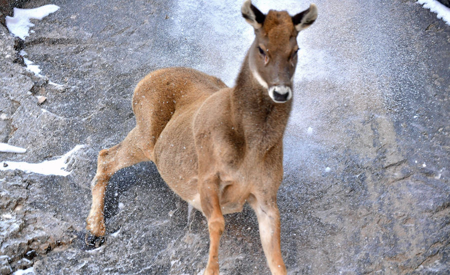 活躍在青海省海西州柏樹(shù)山的白唇鹿。巴圖那生攝