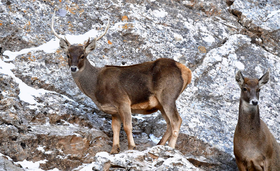 活躍在青海省海西州柏樹(shù)山的白唇鹿。巴圖那生攝