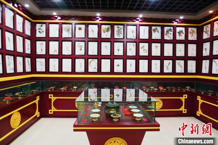 圖為藏藥臘葉標(biāo)本。　馬銘言 攝