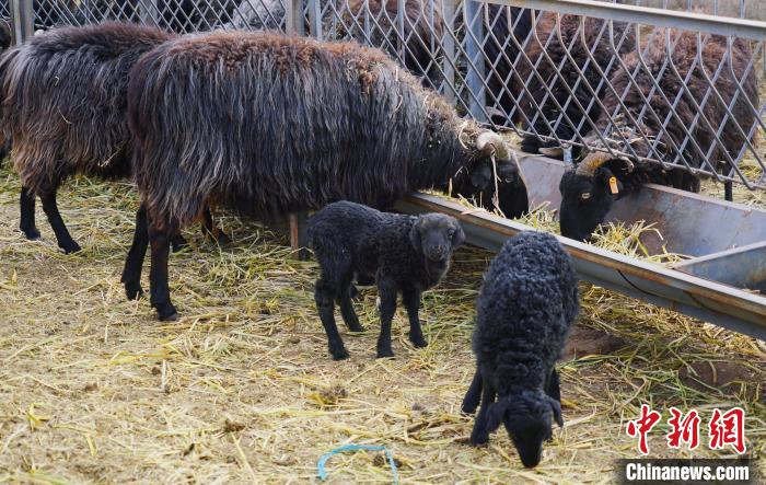圖為黑藏羊及小羊羔正在吃草。　馬銘言 攝