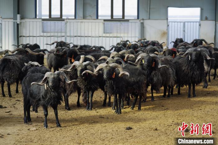 圖為黑藏羊。　馬銘言 攝