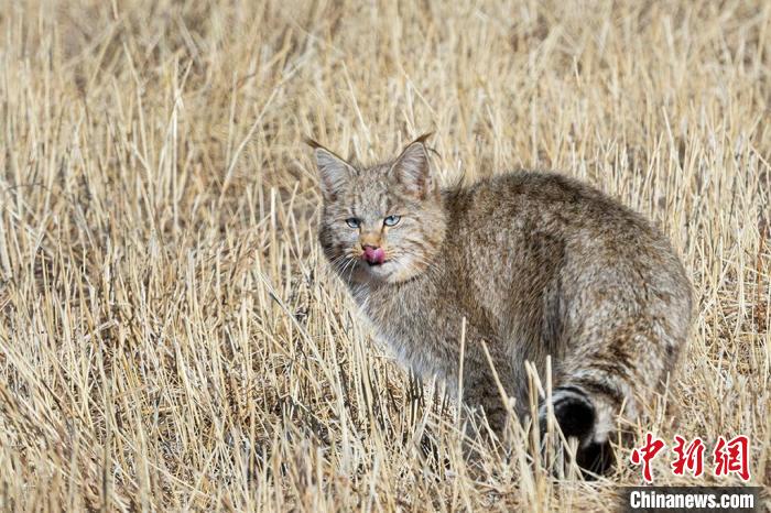 圖為拍攝到的荒漠貓?！O春生 攝