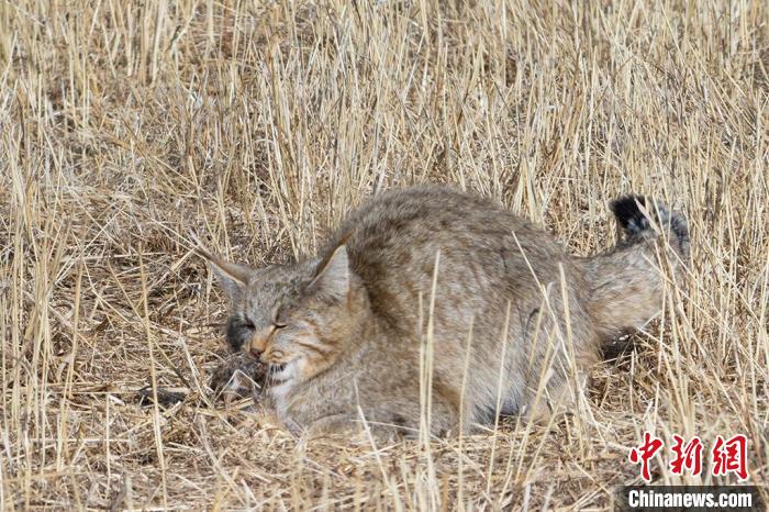 圖為拍攝到的荒漠貓。　許明遠(yuǎn) 攝