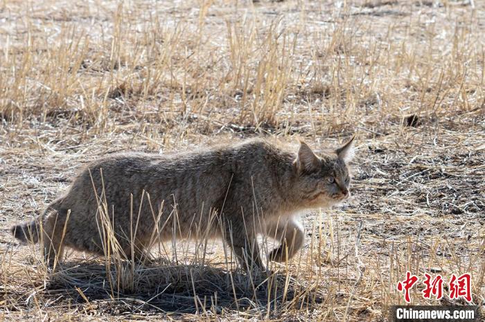 圖為拍攝到的荒漠貓。　孫春生 攝