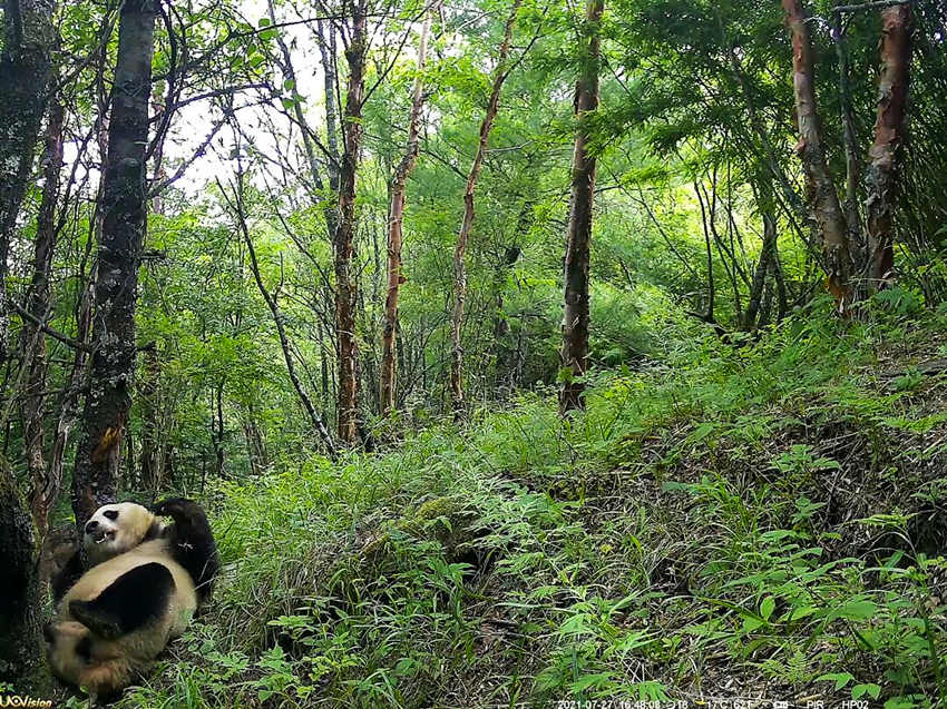 紅外相機拍攝到的野生大熊貓。平武縣融媒體中心供圖