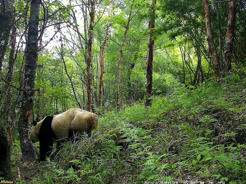紅外相機拍攝到的野生大熊貓。平武縣融媒體中心供圖