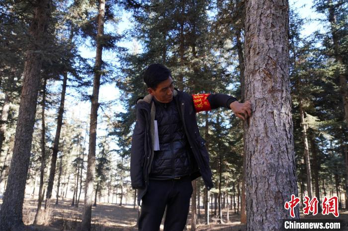 圖為桑杰加檢查林場樹木是否有病蟲害?！●R銘言 攝