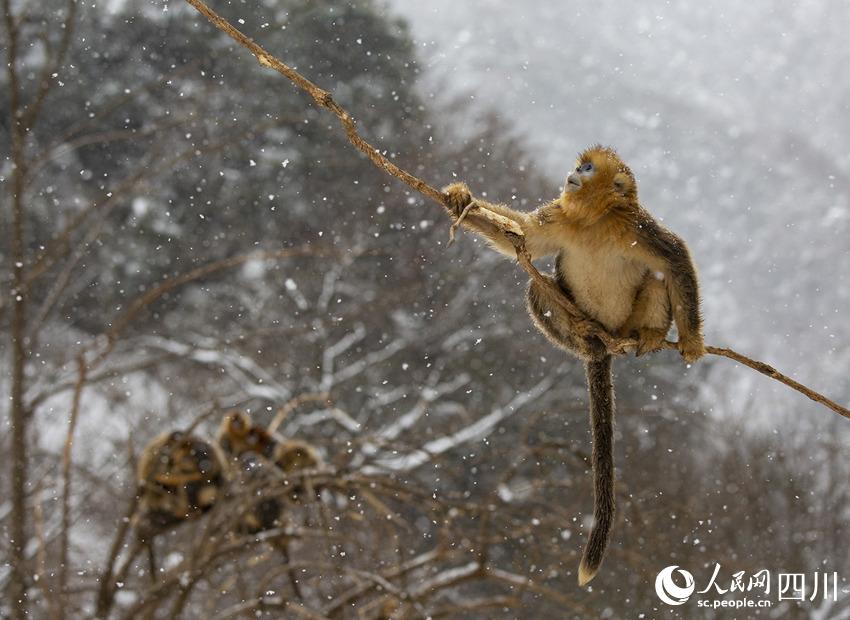 雪中嬉戲的川金絲猴。鐘歡攝