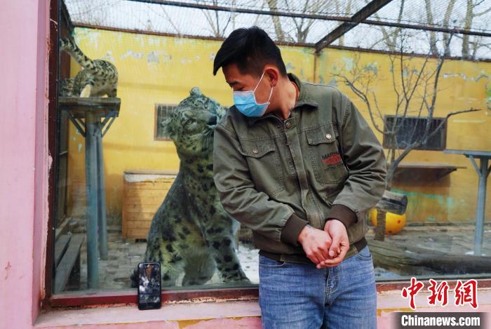 圖為雪豹“奶爸”史壽軍直播休息時(shí)與雪豹互動(dòng)。　馬銘言 攝