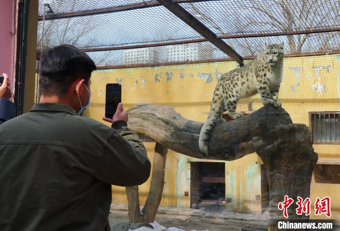 圖為雪豹“奶爸”史壽軍正在直播。　馬銘言 攝