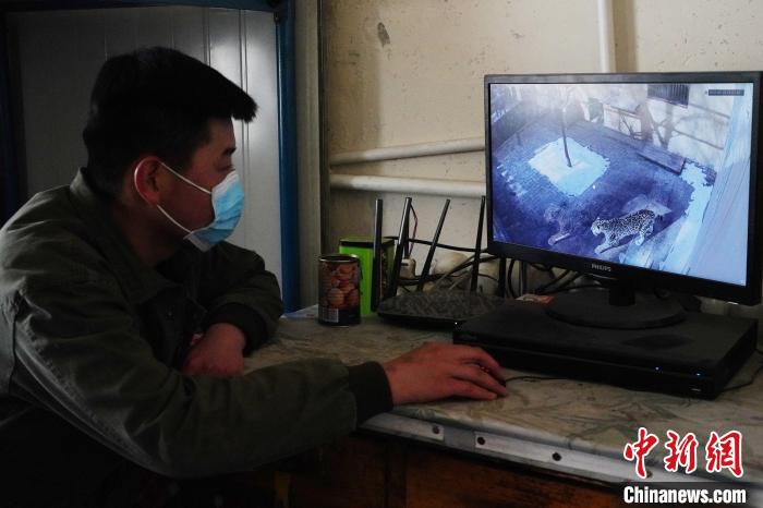 圖為雪豹“奶爸”史壽軍通過監(jiān)控察看雪豹情況?！●R銘言 攝