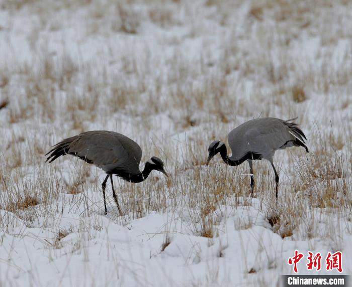 在若爾蓋濕地的蓑羽鶴?！∪魏吻?攝