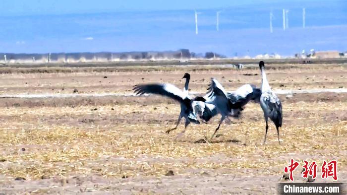 圖為黑頸鶴追逐嬉戲?！￡惷髡?攝