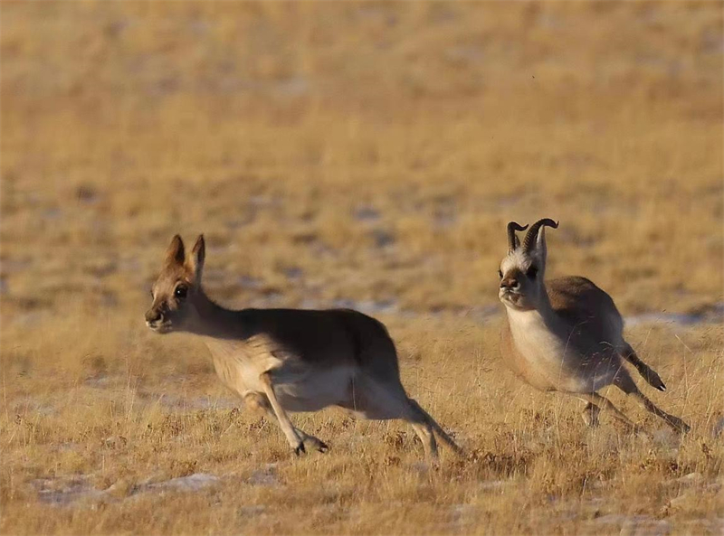 藏羚羊。圖片來源：農(nóng)牧民大自然攝影隊(duì)