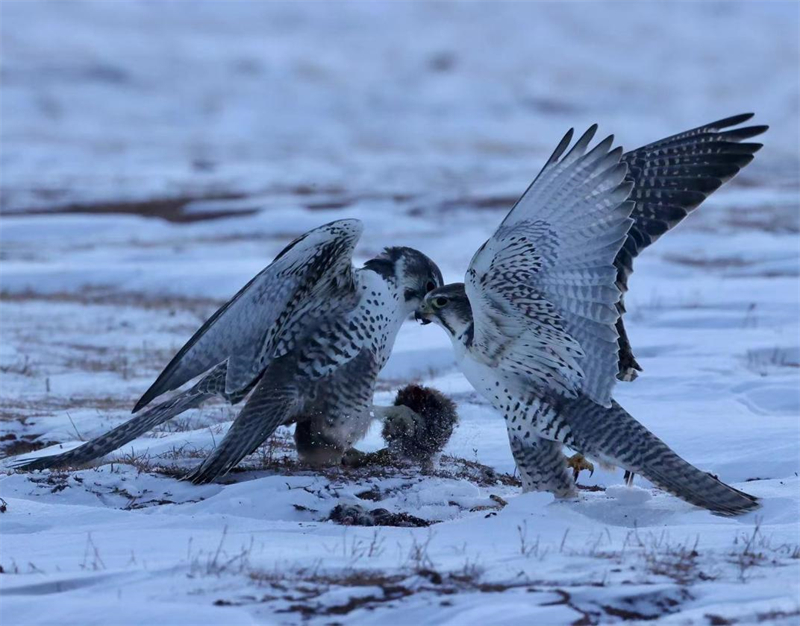 獵隼。圖片來源：農(nóng)牧民大自然攝影隊
