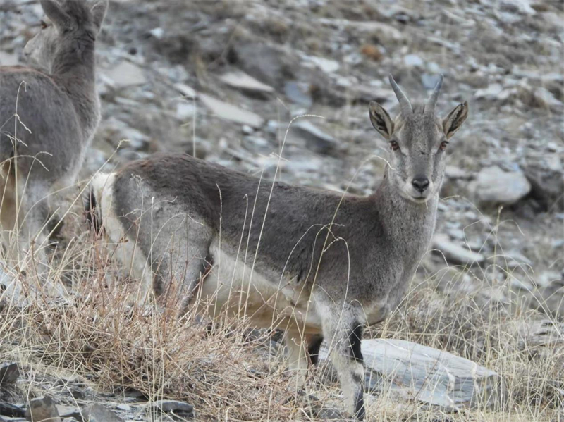 巖羊。圖片來源：農(nóng)牧民大自然攝影隊
