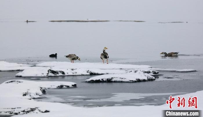 圖為斑頭雁在班德湖邊嬉戲?！【G色江河 供圖